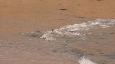 Pasifik Okyanusu, Kaliforniya, ABD sahillerindeki Liman Mührü.