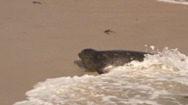 Pasifik Okyanusu, Kaliforniya, ABD sahillerindeki Liman Mührü.