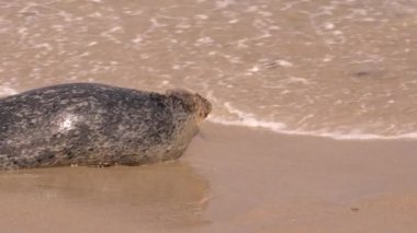 Pasifik Okyanusu, Kaliforniya, ABD sahillerindeki Liman Mührü.
