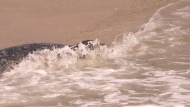 Pasifik Okyanusu, Kaliforniya, ABD sahillerindeki Liman Mührü.