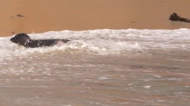 Pasifik Okyanusu, Kaliforniya, ABD sahillerindeki Liman Mührü.