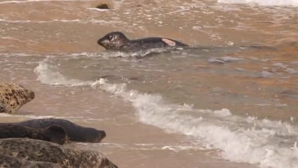Harbor Seals Sur Plage Océan Pacifique Californie États Unis — Video
