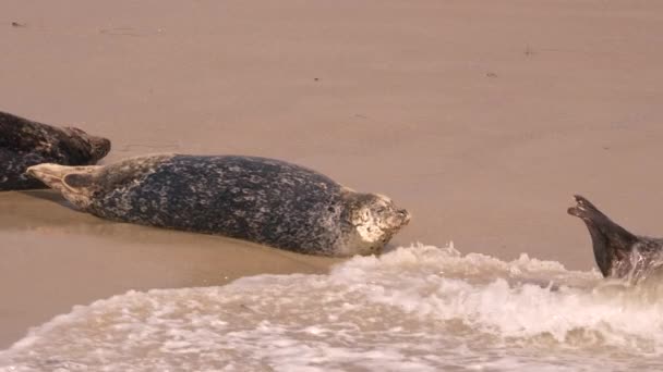 Harbor Seals Sur Plage Océan Pacifique Californie États Unis — Video