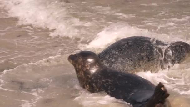 Harbor Seals Beach Pacific Ocean California Amerikai Egyesült Államok — Stock videók