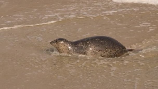 Harbor Seal Sur Plage Océan Pacifique Californie États Unis — Video
