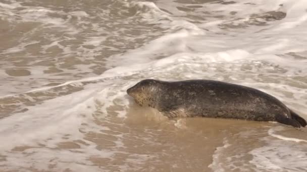 Harbor Seal Stranden Stilla Havet Kalifornien Usa — Stockvideo
