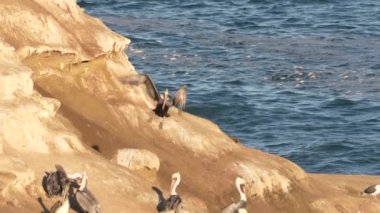 Pasifik Okyanusu 'ndaki bir kayanın üzerindeki pelikanlar, Kaliforniya, ABD. Süper Yavaş Hareket 'teki Vahşi Yaşam.