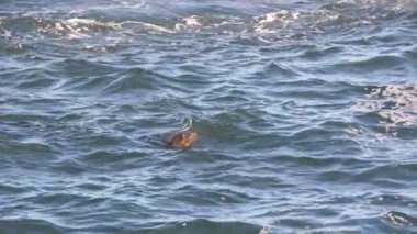 Sudaki Kaliforniya Deniz Aslanları - La Jolla, San Diego, ABD
