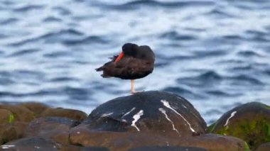 Pasifik sahillerinde, Kaliforniya 'da, ABD' de çeşitli kuşlarla rock yapmak.