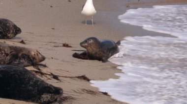 Pasifik Okyanusu, Kaliforniya, ABD sahillerindeki Liman Mührü.