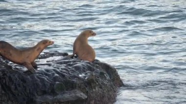Sahilde Kaliforniya Deniz Aslanları - La Jolla, San Diego, ABD