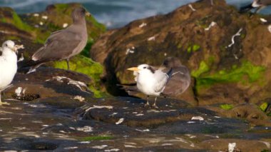 Pasifik sahillerinde, Kaliforniya 'da, ABD' de çeşitli kuşlarla rock yapmak.