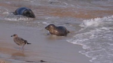 Pasifik Okyanusu, Kaliforniya, ABD sahillerindeki Liman Mührü.