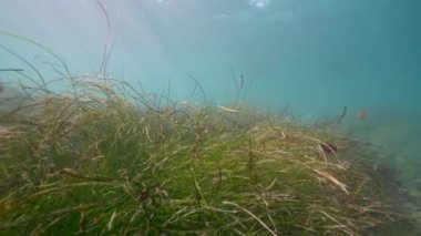 Pasifik Okyanusu 'nun sualtı denizi, Kaliforniya, ABD. 