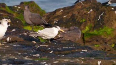 Pasifik sahillerinde, Kaliforniya 'da, ABD' de çeşitli kuşlarla rock yapmak.