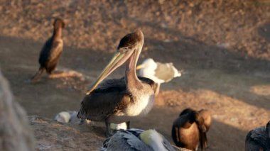 Pasifik Okyanusu, Kaliforniya, Amerika Birleşik Devletleri 'ndeki bir kayanın üzerindeki pelikanlar ve karabataklar. Süper Yavaş Hareket 'teki Vahşi Yaşam.