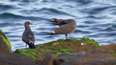 Pasifik sahillerinde, Kaliforniya 'da, ABD' de çeşitli kuşlarla rock yapmak.