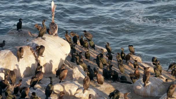 Pelican Cormorants Rock Pacific Ocean California Estados Unidos Vida Silvestre — Vídeos de Stock
