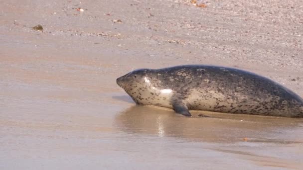 Harbor Seal Sulla Spiaggia Dell Oceano Pacifico California Stati Uniti — Video Stock