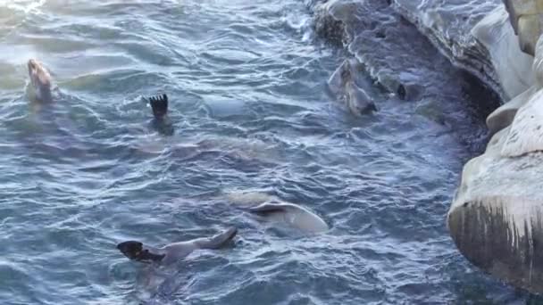 Sudaki Kaliforniya Deniz Aslanları Jolla San Diego Abd — Stok video