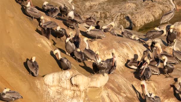 Pasifik Okyanusu Ndaki Bir Kayanın Üzerindeki Pelikanlar Kaliforniya Abd — Stok video