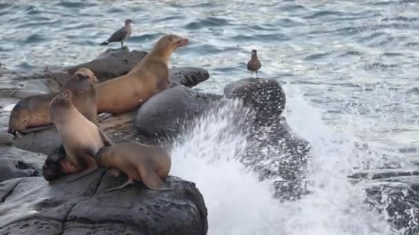 Leões Mar Califórnia Uma Praia Jolla San Diego Eua — Vídeo de Stock