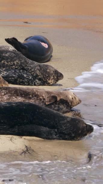 Harbor Seals Sur Plage San Diego — Video