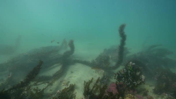 Underwater Seascape Pacific Ocean California United States — Stock Video