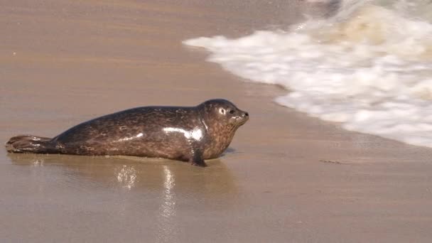 Harbor Seal Praia Oceano Pacífico Califórnia Estados Unidos — Vídeo de Stock