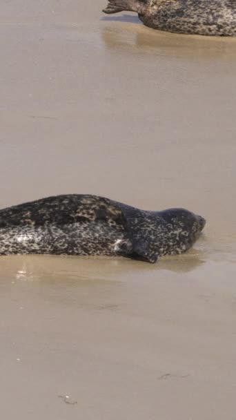 Harbor Seals Pantai San Diego — Stok Video