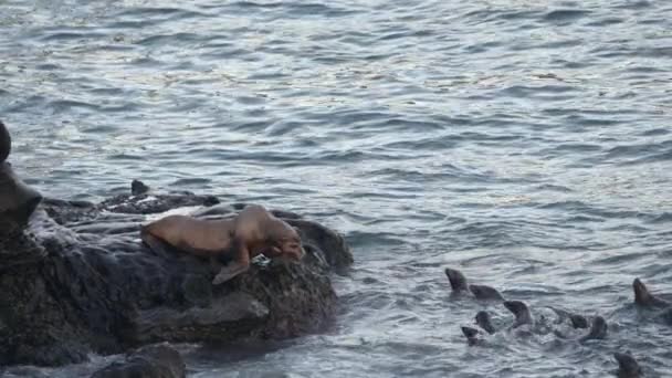 Sudaki Kaliforniya Deniz Aslanları Jolla San Diego Abd — Stok video