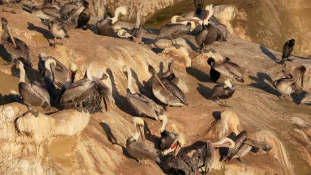 Pelicanos Uma Rocha Oceano Pacífico Califórnia Estados Unidos Vida Selvagem — Vídeo de Stock