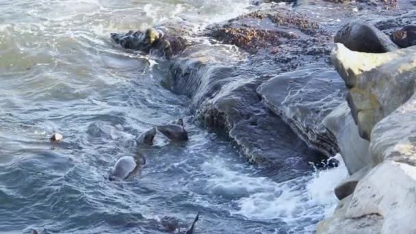 Leões Mar Califórnia Água Jolla San Diego Eua — Vídeo de Stock