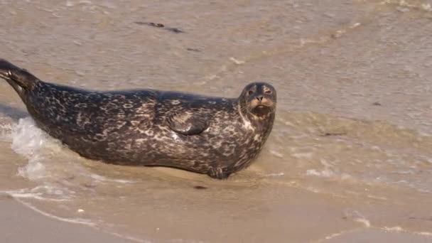Harbor Seal Sulla Spiaggia Dell Oceano Pacifico California Stati Uniti — Video Stock