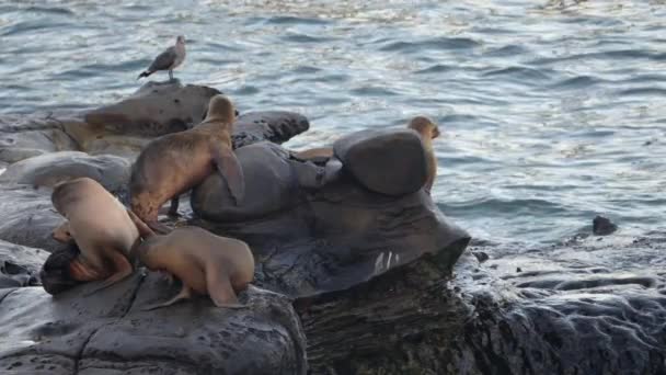 California Sea Lions Stranden Jolla San Diego Usa — Stockvideo
