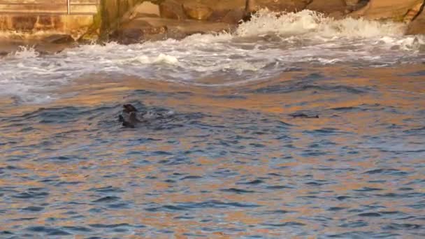 Kalifornische Seelöwen Wasser Jolla San Diego Usa — Stockvideo
