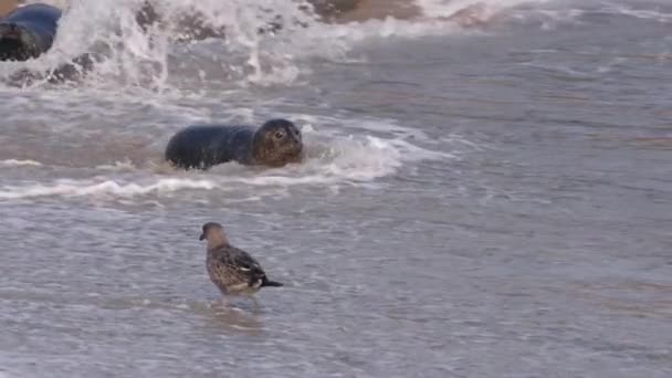 Harbor Seals Praia Oceano Pacífico Califórnia Estados Unidos América — Vídeo de Stock