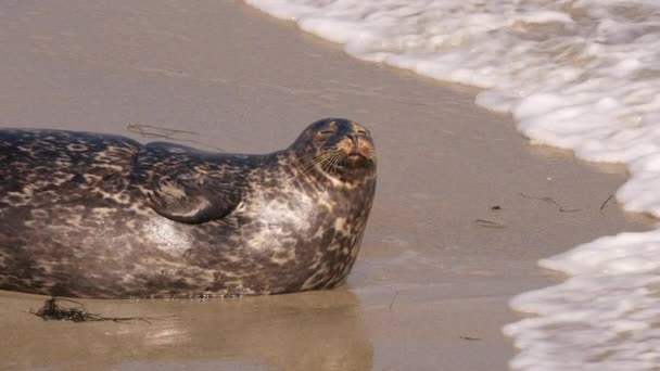 Harbor Seal Sur Plage Océan Pacifique Californie États Unis — Video