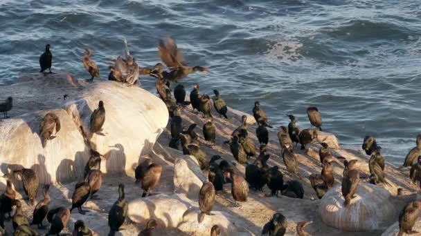 Pelicano Cormorants Uma Rocha Oceano Pacífico Califórnia Estados Unidos Vida — Vídeo de Stock