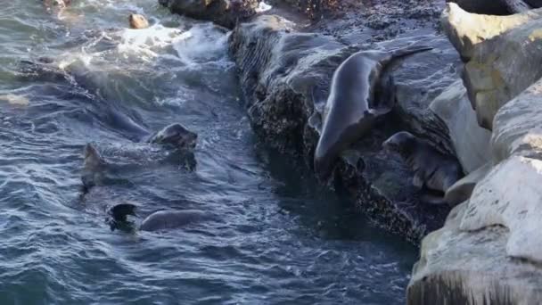 Sahilde Kaliforniya Deniz Aslanları Jolla San Diego Abd — Stok video