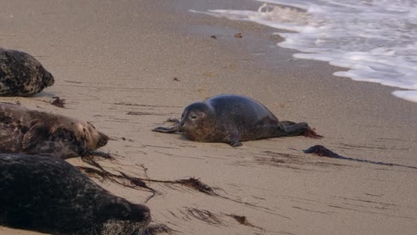 Harbor Seals Pantai Samudera Pasifik California Amerika Serikat — Stok Video