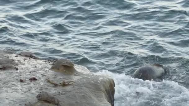 California Sea Lions Vatten Jolla San Diego Usa — Stockvideo