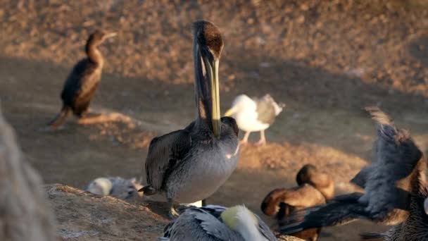 Pelicans Cormorants Rock Pacific Ocean California États Unis Faune Super — Video
