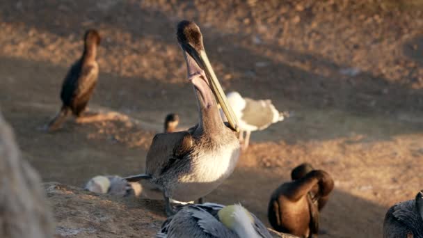 Pelicanos Corvos Marinhos Uma Rocha Oceano Pacífico Califórnia Estados Unidos — Vídeo de Stock