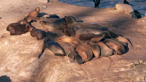 Sahilde Kaliforniya Deniz Aslanları Jolla San Diego Abd — Stok video