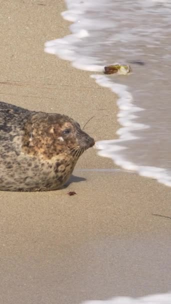 Harbor Seal Sulla Spiaggia San Diego — Video Stock