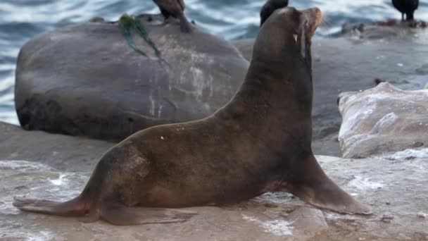 Kaliforniya Deniz Aslanı Bir Kayanın Üzerinde Jolla San Diego Abd — Stok video