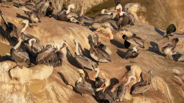 Pasifik Okyanusu Ndaki Bir Kayanın Üzerindeki Pelikanlar Kaliforniya Abd Süper — Stok video