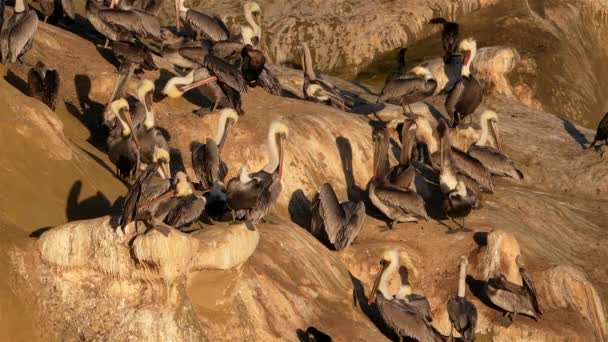 Pelicanos Uma Rocha Oceano Pacífico Califórnia Estados Unidos — Vídeo de Stock