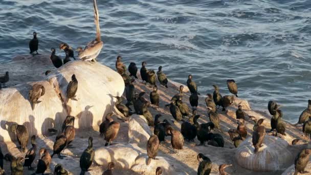 Pelicano Cormorants Uma Rocha Oceano Pacífico Califórnia Estados Unidos Vida — Vídeo de Stock